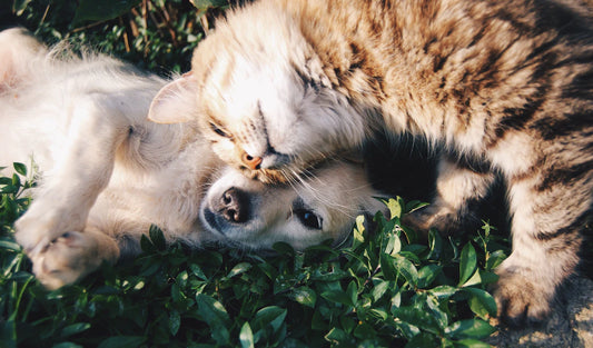 Understanding Pet Behavior Tips for a Happy Home