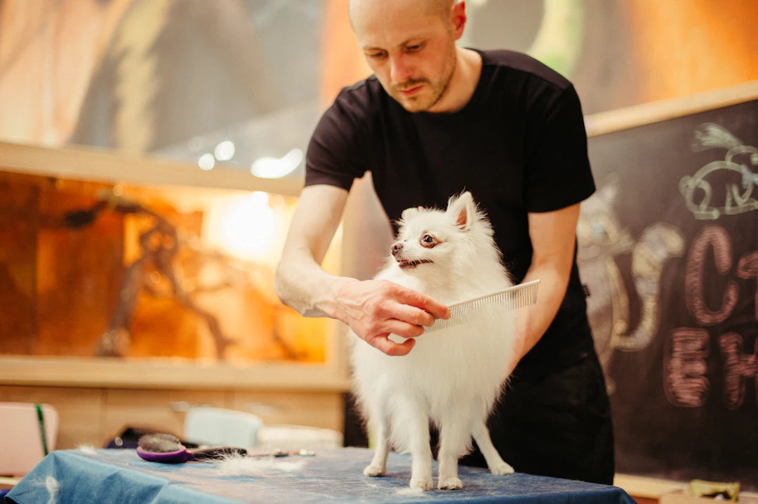 Essential Grooming Supplies for Clean Pets On-the-Go