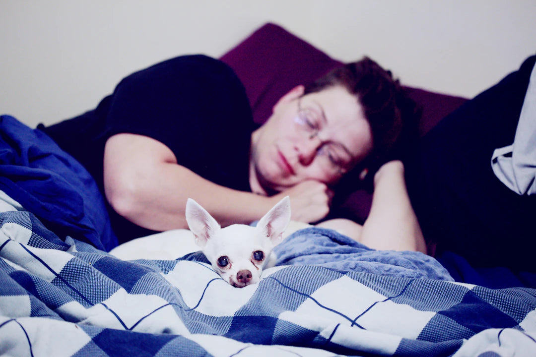 Embrace Your Pet's Golden Years with Care and Love