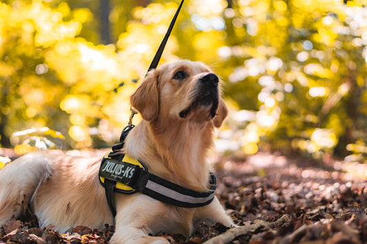 Creating a Safe Environment for Your Pets