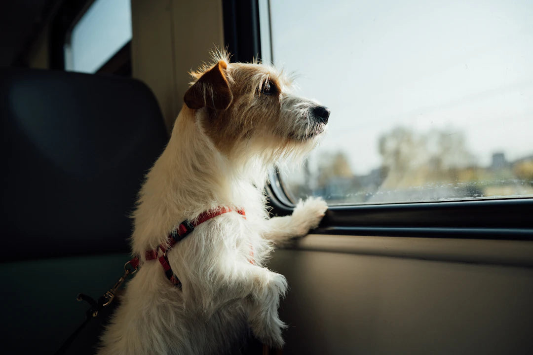 Traveling Safely with Your Pet Tips  Tricks