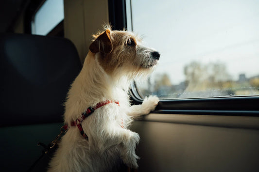 Traveling Safely with Your Pet Tips  Tricks