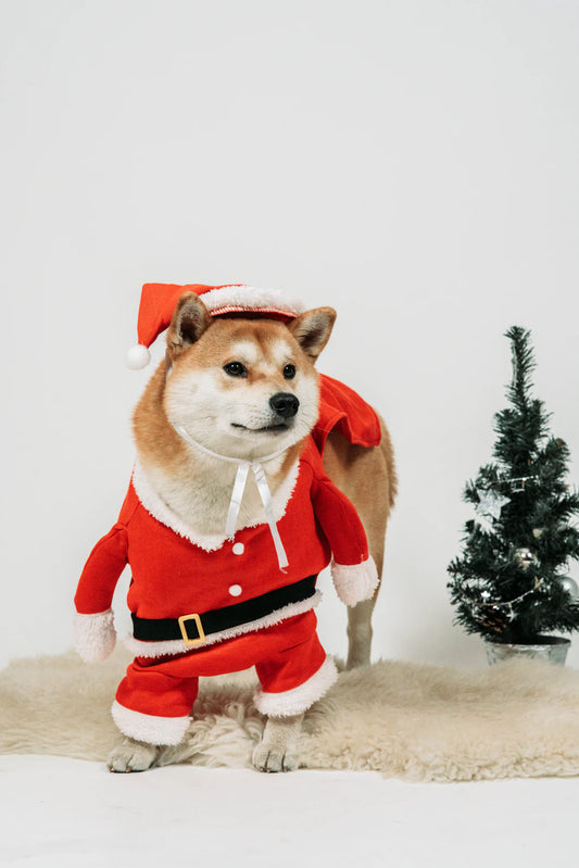Cozy Pet Apparel for Winter Celebrations and Adventures