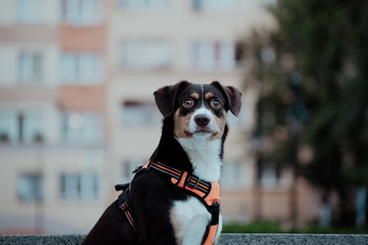 Versatile Harnesses for Large Dogs Safety Meets Style