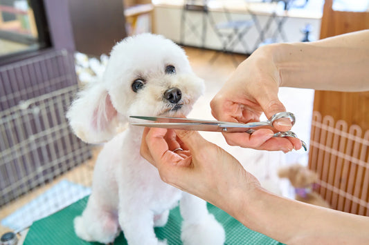 Effortless Pet Grooming with Innovative Tools