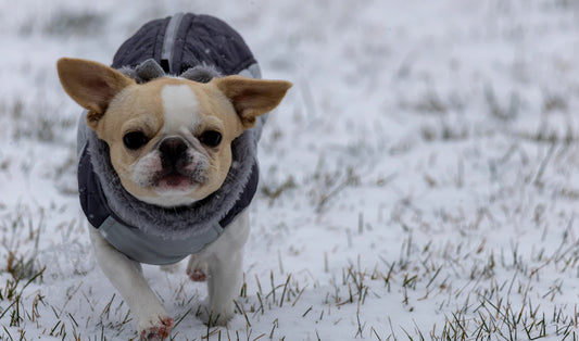 Warm and Stylish Winter Apparel for Small Dogs