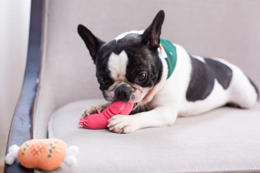 Durable Chew Toys for Engaged and Happy Dogs