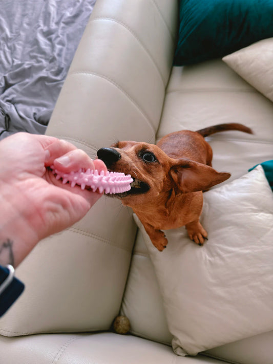 Bonding Fun Activities to Enjoy with Your Pet