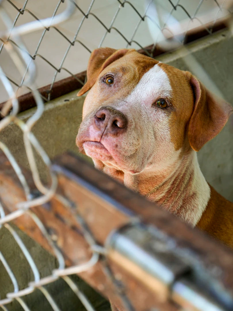 The Joys of Adopting a Shelter Pet