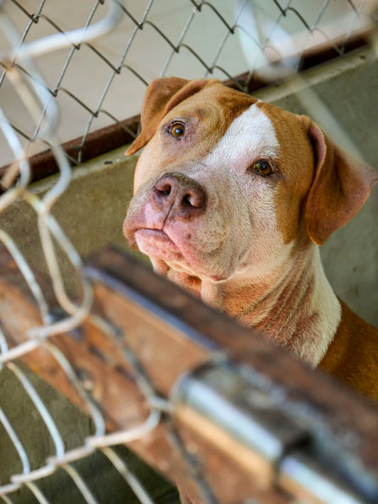 The Joys of Adopting a Shelter Pet