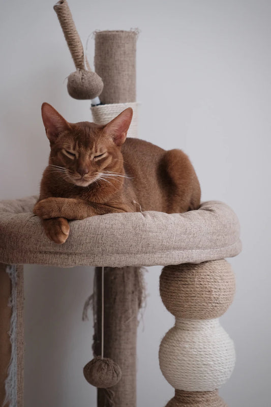 Elegant Cat Furniture That Blends Style and Functionality