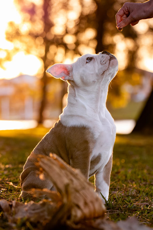 Essential Training Tips for New Pet Owners
