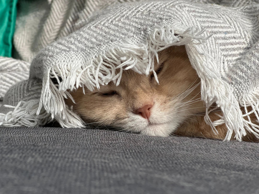 Create a Cozy Haven Your Pet's Perfect Home Awaits