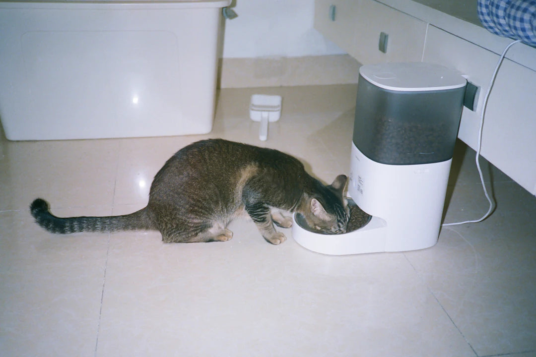 Smart Feeding Solutions for Cats and Dogs