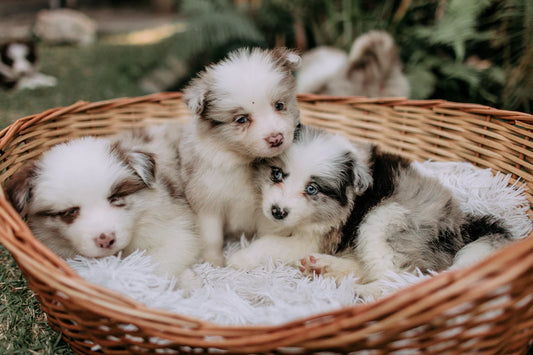 Top Tips for Adopting a Rescue Pet