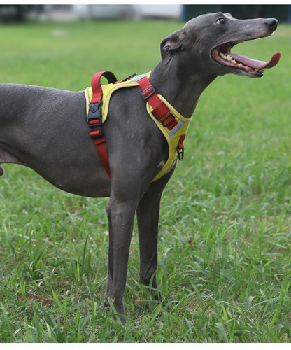 Dog Harness - Large Chest Style with Leash - Purrfect Pet Haven