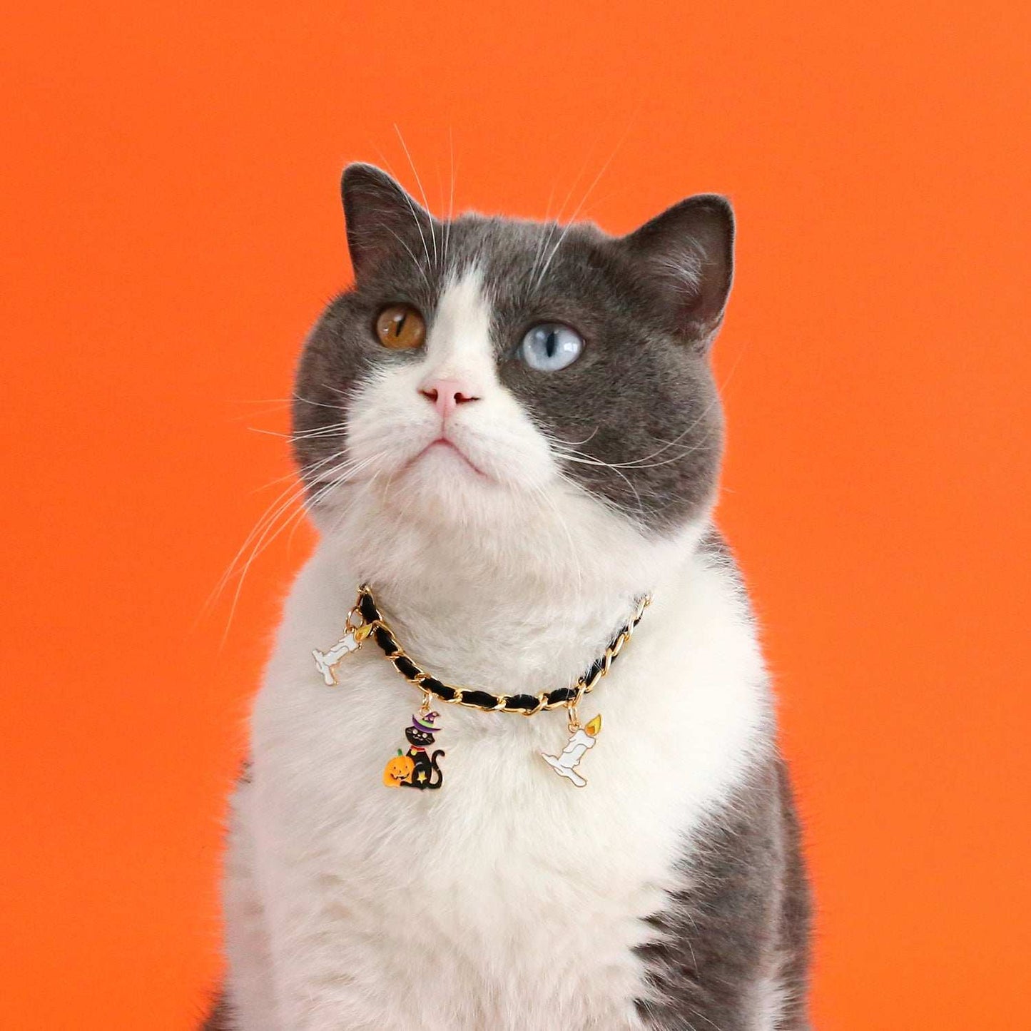Luxurious Velvet Halloween Pet Collar - Gothic Bat Dripping Design - Purrfect Pet Haven