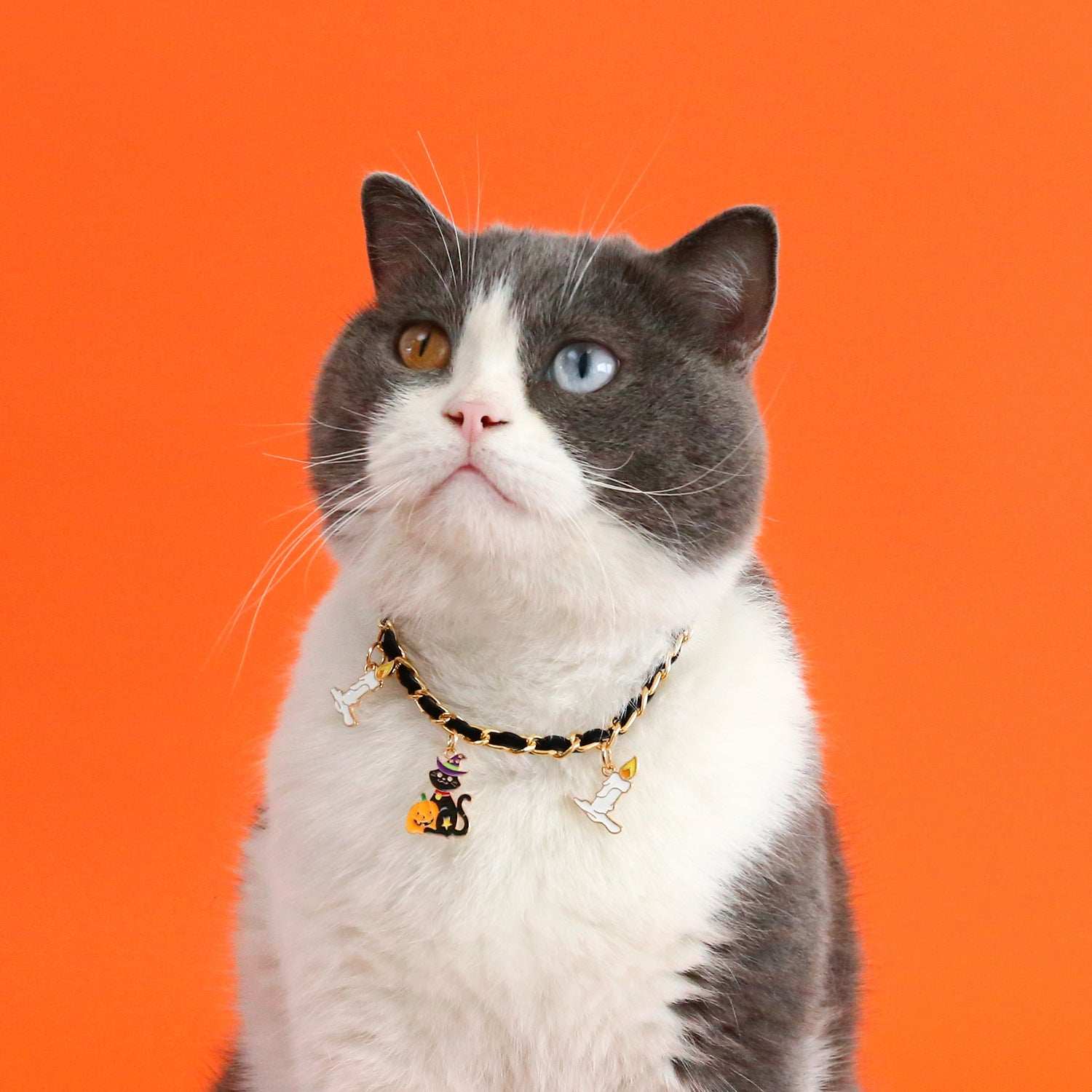 Luxurious Velvet Halloween Pet Collar - Gothic Bat Dripping Design - Purrfect Pet Haven