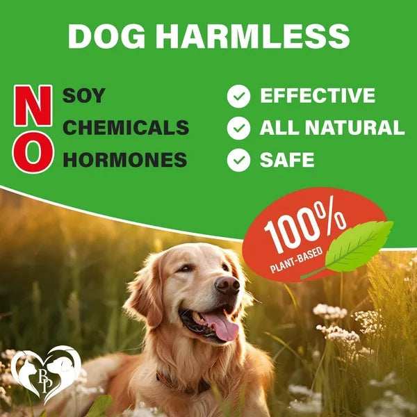 Dog Hip Joint Supplement - Glucosamine Chondroitin Arthritis Relief - Purrfect Pet Haven