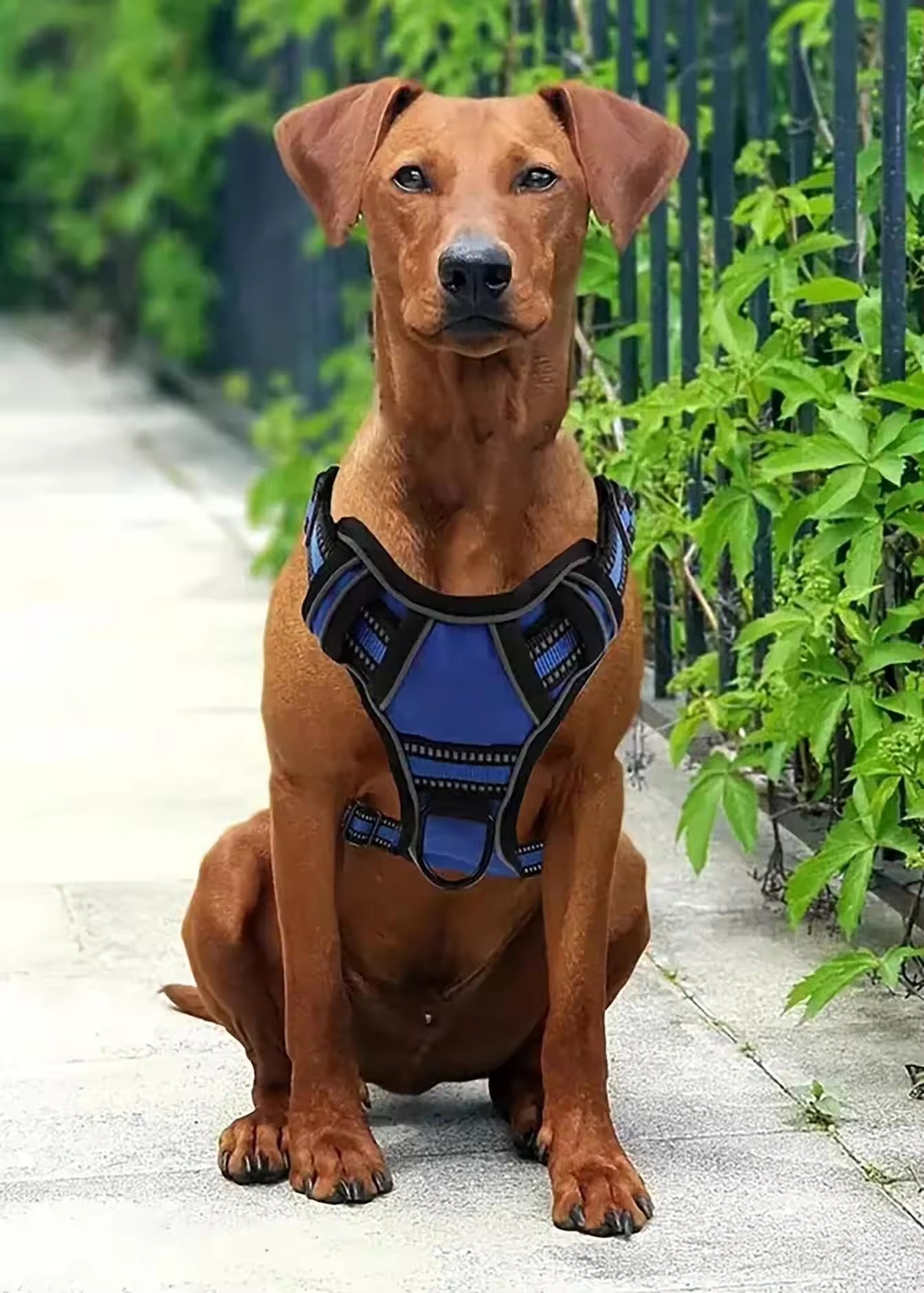 Tactical Dog Harness Set with Car Seat Belt & Travel Bowl - Purrfect Pet Haven