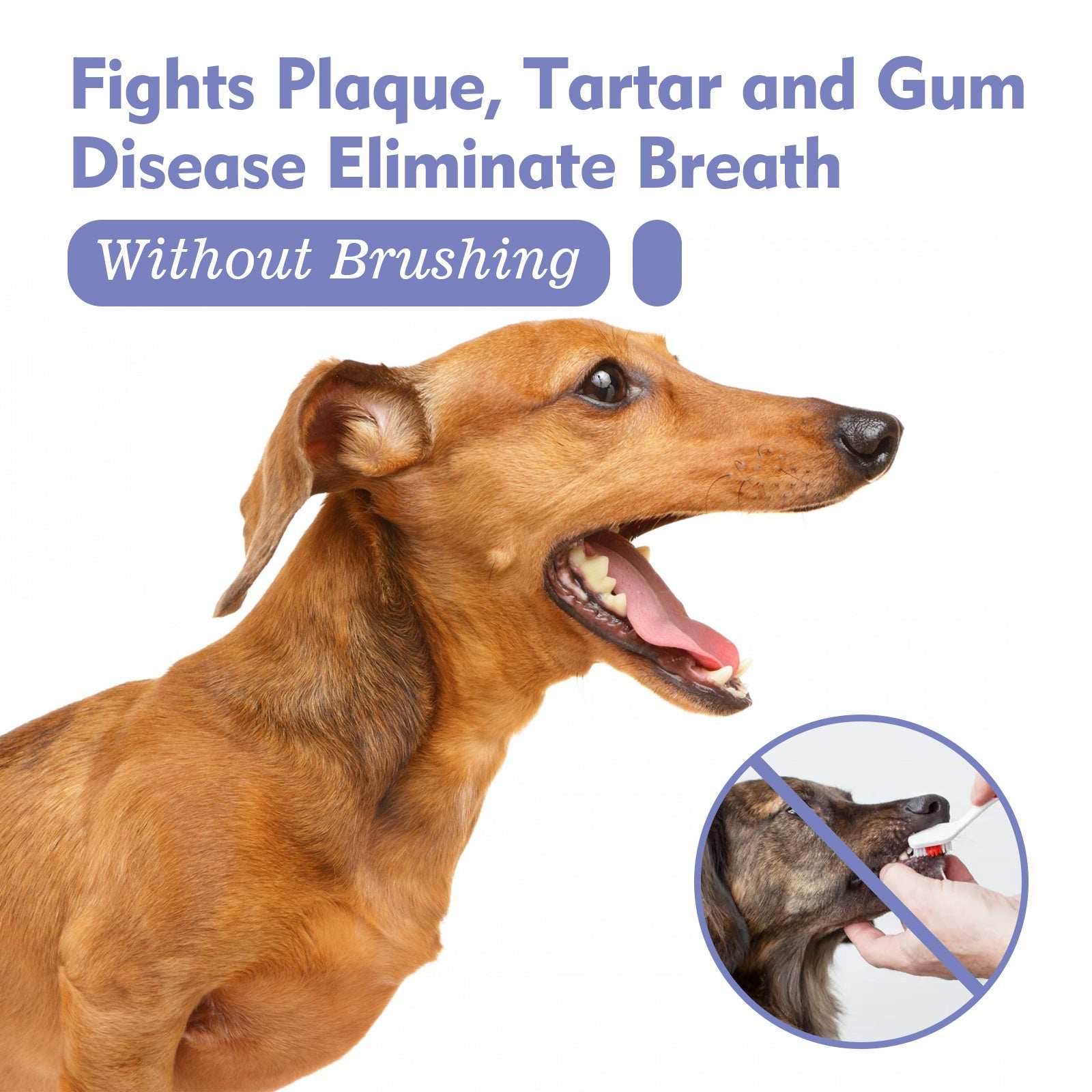 Teeth Stain Removal, Breath, Pet Oral Care Spray - Purrfect Pet Haven