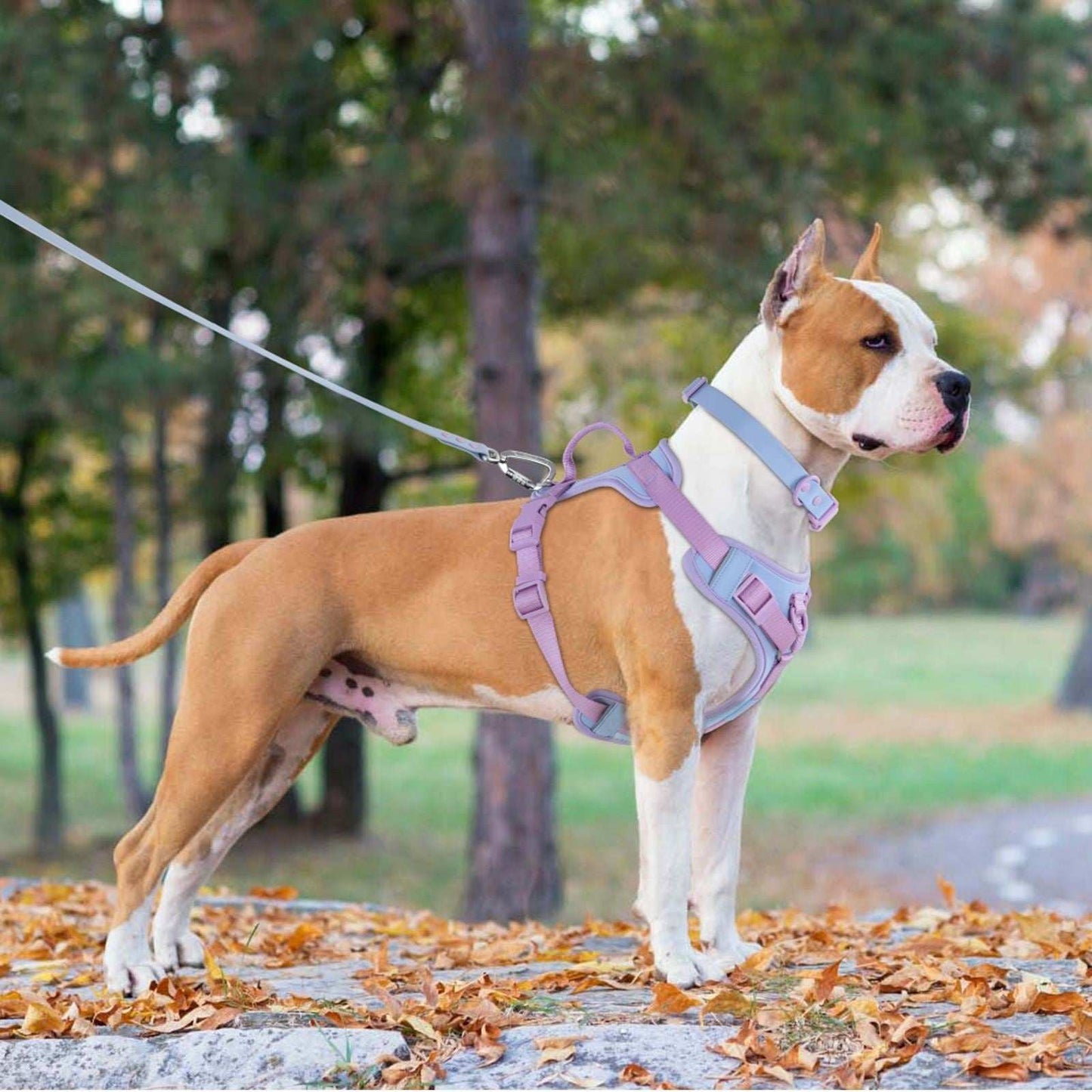 Dog Collar Harness Hand Holding and Rope Leash - Easy Control - Purrfect Pet Haven