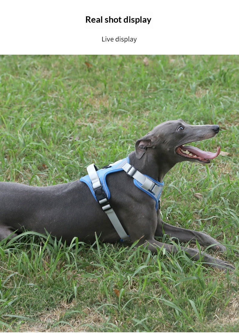 Dog Harness - Large Chest Style with Leash - Purrfect Pet Haven
