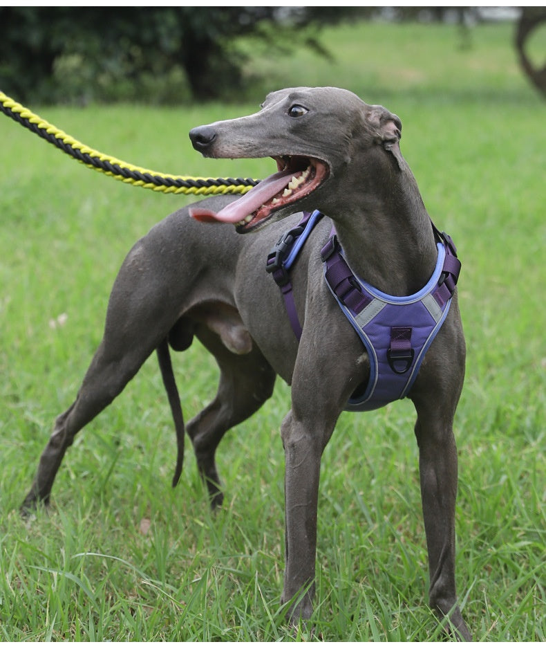 Dog Harness - Large Chest Style with Leash - Purrfect Pet Haven