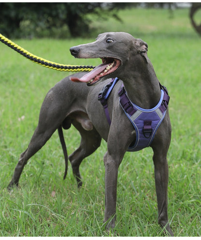 Dog Harness - Large Chest Style with Leash - Purrfect Pet Haven