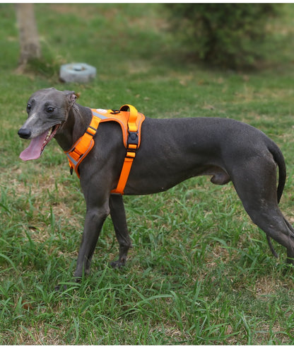 Dog Harness - Large Chest Style with Leash - Purrfect Pet Haven