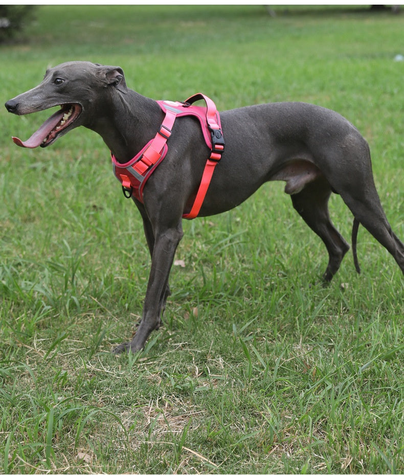Dog Harness - Large Chest Style with Leash - Purrfect Pet Haven