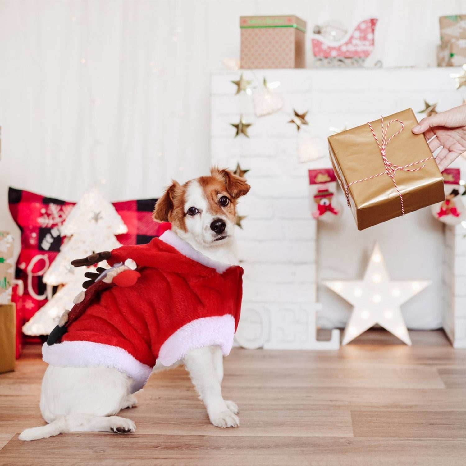 Christmas Santa Reindeer Pet Outfit - 3D Antlers - Purrfect Pet Haven