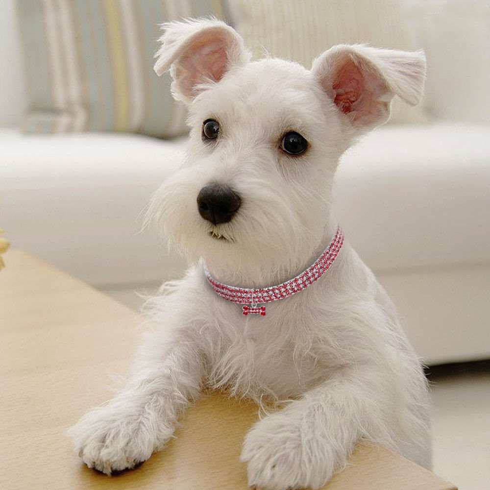 Crystal Bling Rhinestone Dog Collar for Small Medium Dogs Cats - Purrfect Pet Haven