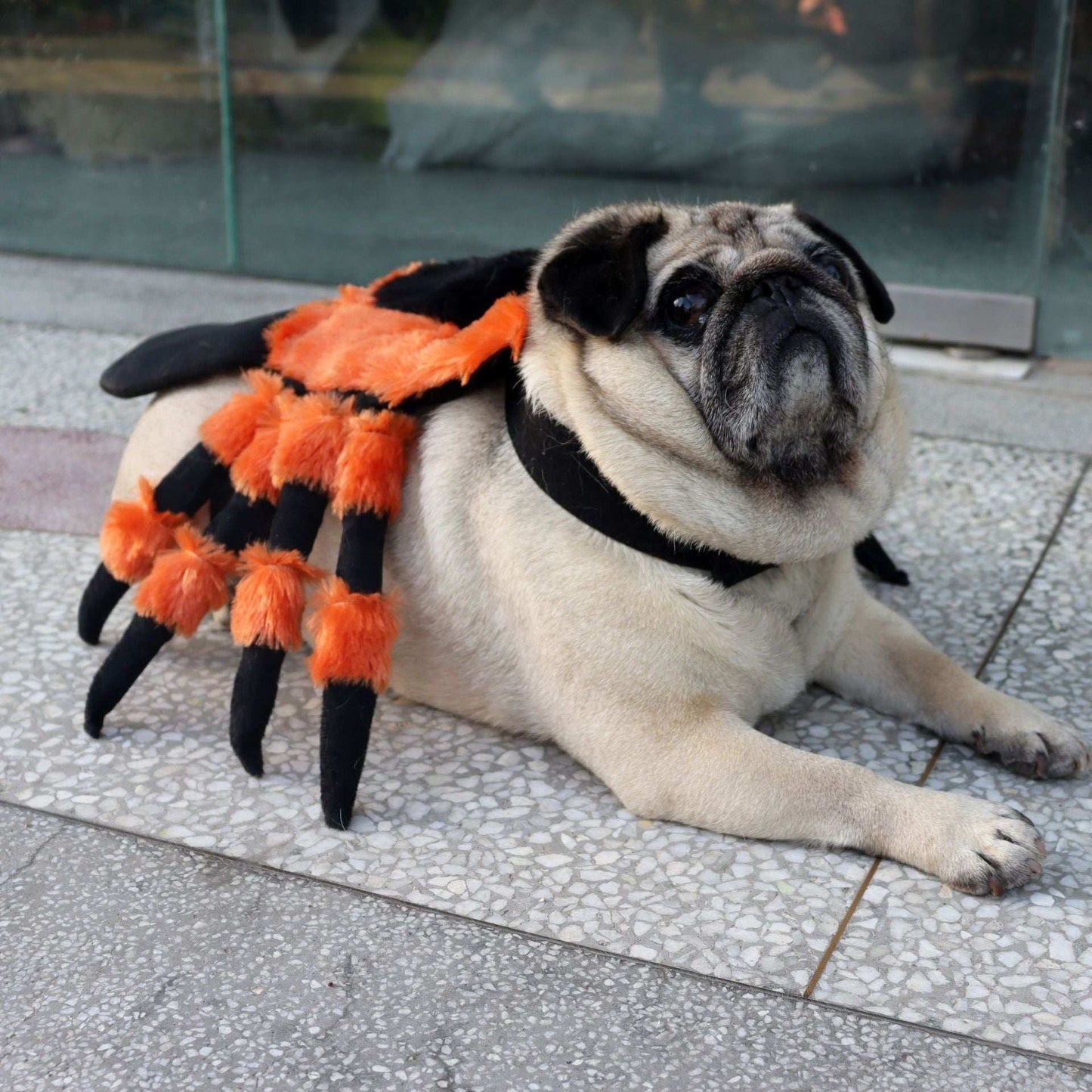 Cute Plush Spider Costume for Playful Pets - Purrfect Pet Haven