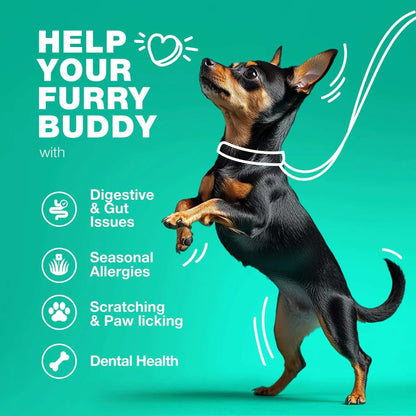70 Probiotic Chews Support Gut Health, Yeast Balance, Itchy Skin and Allergies For Dogs - Purrfect Pet Haven