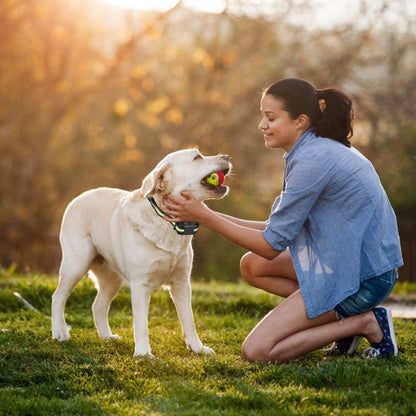 Smart Dog Bark Collar - Rechargeable & Adjustable - Purrfect Pet Haven