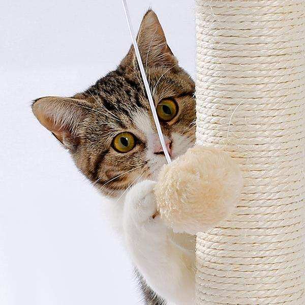 Indoor Cat Soft Scratching Board And Interactive Ball Track Toy Cat Rest And Grooming Supplies - Purrfect Pet Haven