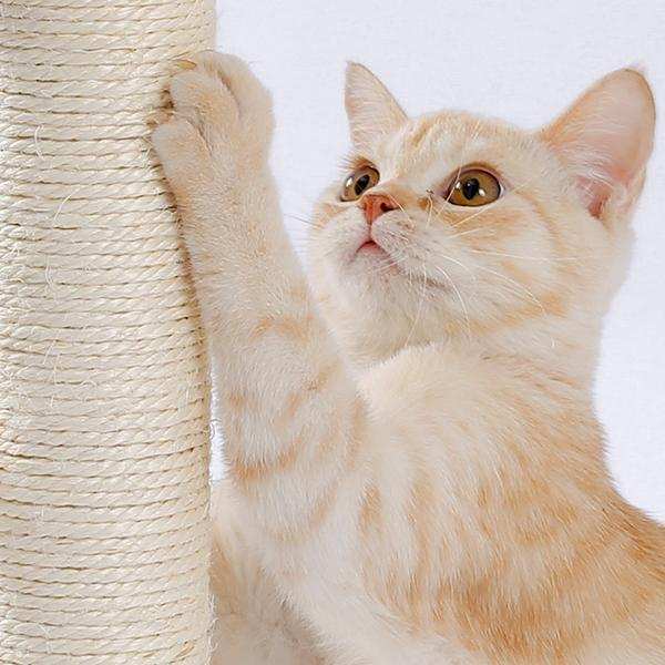 Indoor Cat Soft Scratching Board And Interactive Ball Track Toy Cat Rest And Grooming Supplies - Purrfect Pet Haven