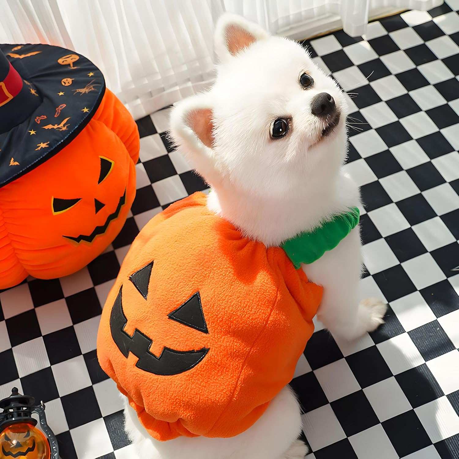 Fun Halloween Pumpkin Pet Dog Costume - Purrfect Pet Haven