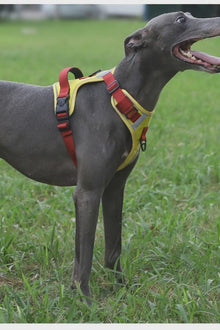Adjustable Dog Harness - Large Chest Style with Leash